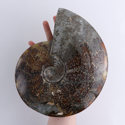 Ammonite Shell