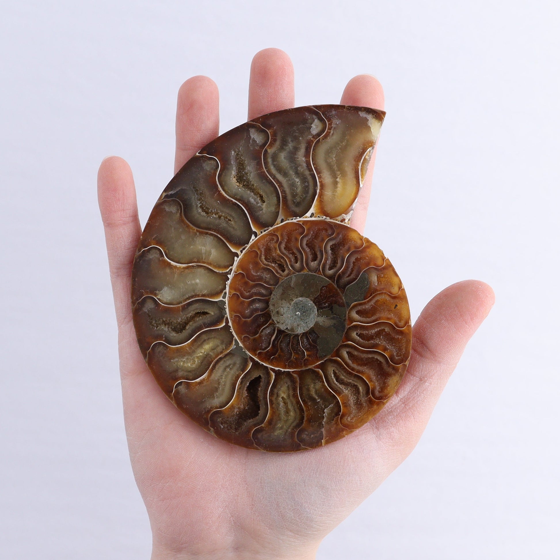 Ammonite Shells Set of 6 - Expert Wholesale and Supplier of Wholesale Crystals & Bulk Gemstones, ["Ammonite","Madagascar","shells"]