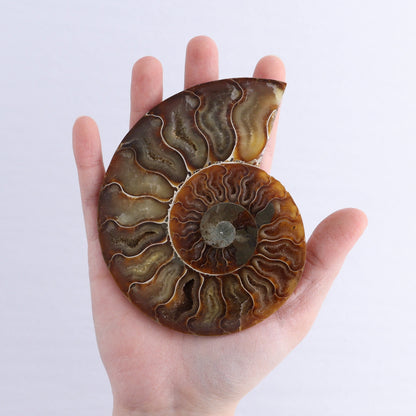 Ammonite Shells Set of 6 - Expert Wholesale and Supplier of Wholesale Crystals & Bulk Gemstones, ["Ammonite","Madagascar","shells"]