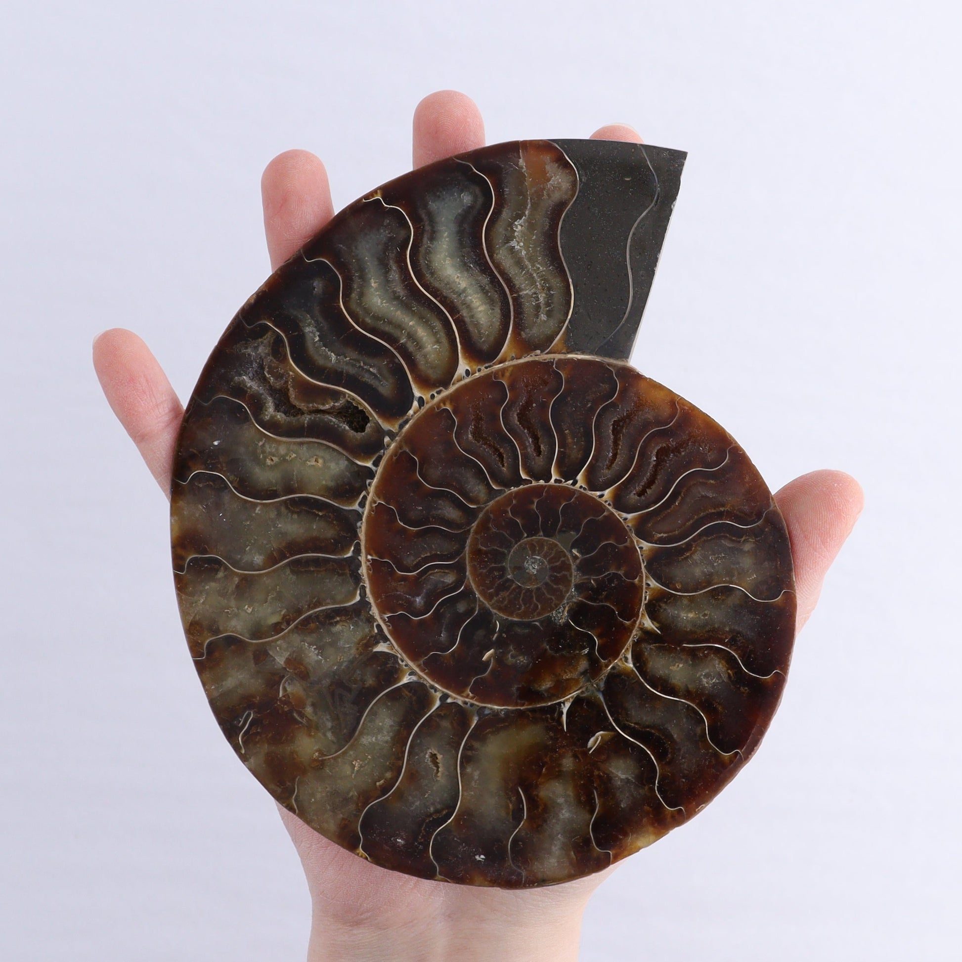Ammonite Shells Set of 6 - Expert Wholesale and Supplier of Wholesale Crystals & Bulk Gemstones, ["Ammonite","Madagascar","shells"]