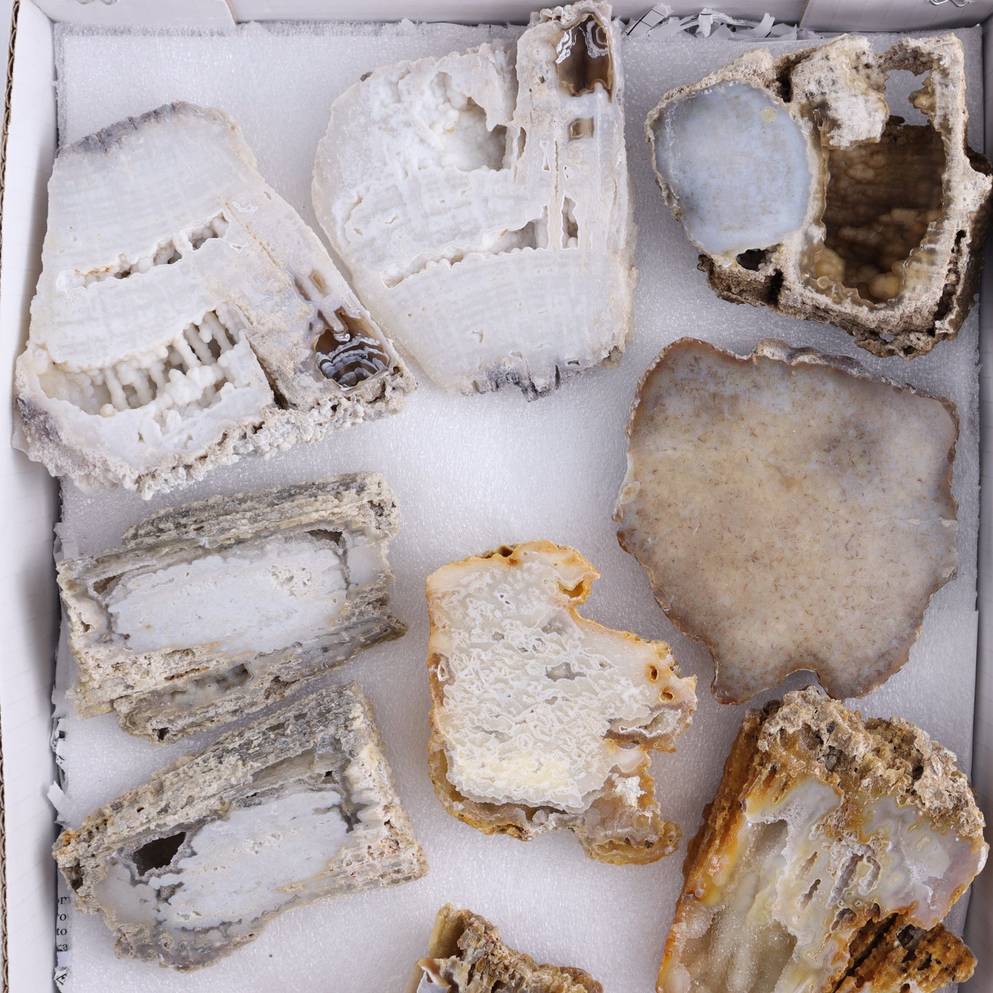 Agatized Coral Flat - Expert Wholesale and Supplier of Wholesale Crystals & Bulk Gemstones, ["Agate","Agatized Coral","Coral","United States"]