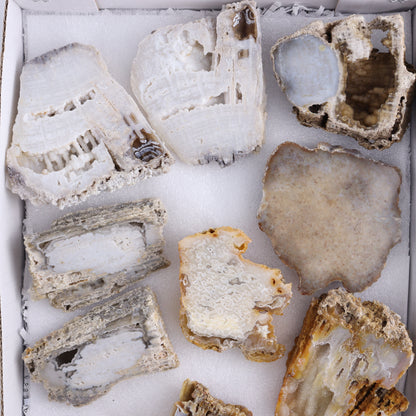 Agatized Coral Flat - Expert Wholesale and Supplier of Wholesale Crystals & Bulk Gemstones, ["Agate","Agatized Coral","Coral","United States"]