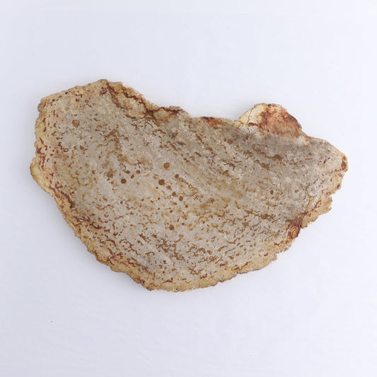 Petrified Wood Slab
