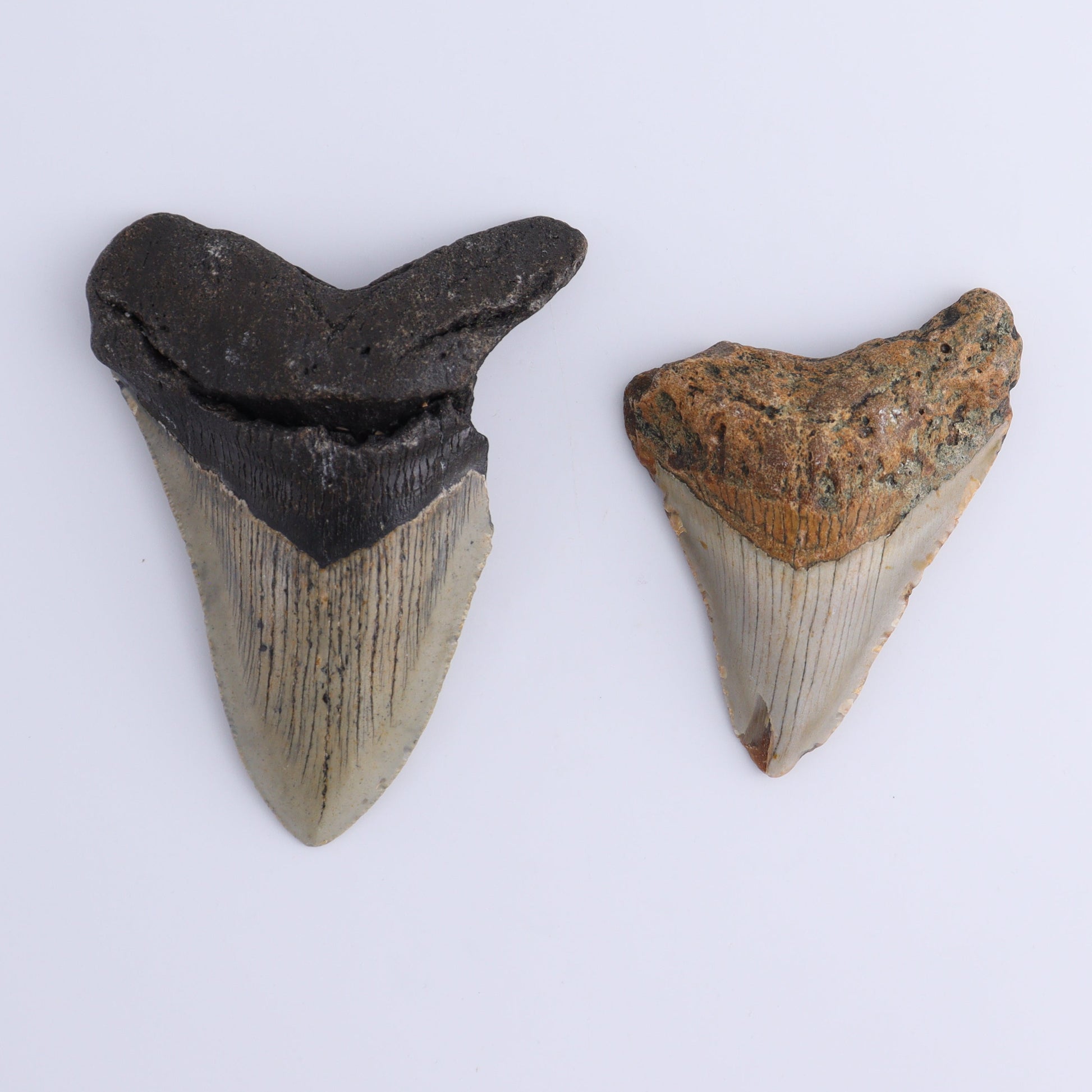 Megalodon Teeth Set of 2 - Expert Wholesale and Supplier of Wholesale Crystals & Bulk Gemstones, ["Megalodon Teeth","United States"]