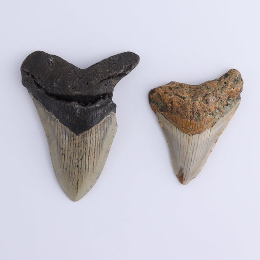 Megalodon Teeth Set of 2 - Expert Wholesale and Supplier of Wholesale Crystals & Bulk Gemstones, ["Megalodon Teeth","United States"]