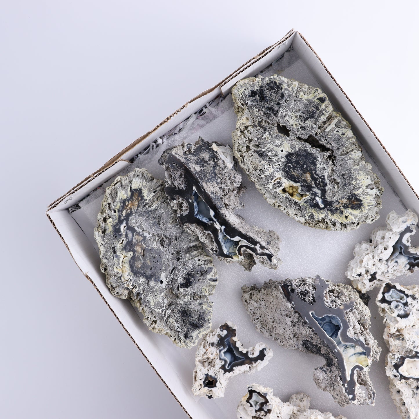 Agatized Coral Flat - Expert Wholesale and Supplier of Wholesale Crystals & Bulk Gemstones, ["Agate","Agatized Coral","Coral","United States"]