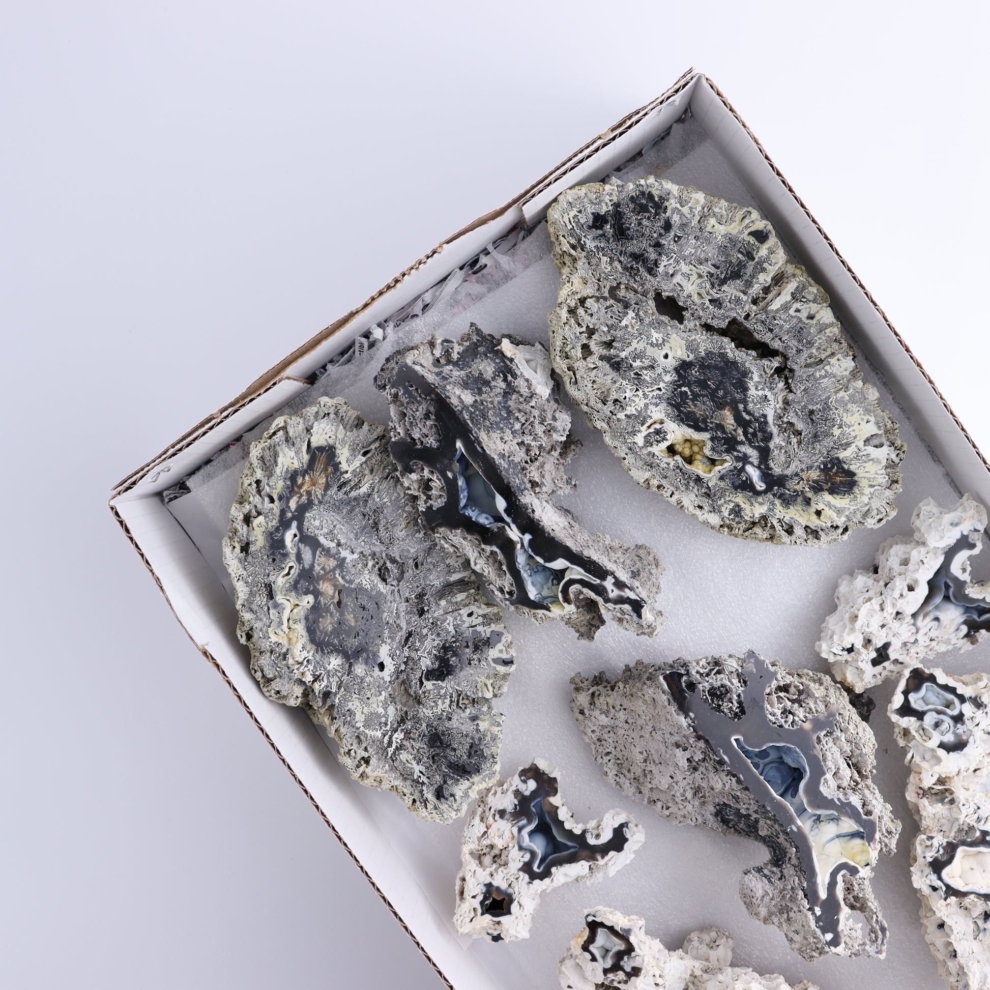 Agatized Coral Flat - Expert Wholesale and Supplier of Wholesale Crystals & Bulk Gemstones, ["Agate","Agatized Coral","Coral","United States"]