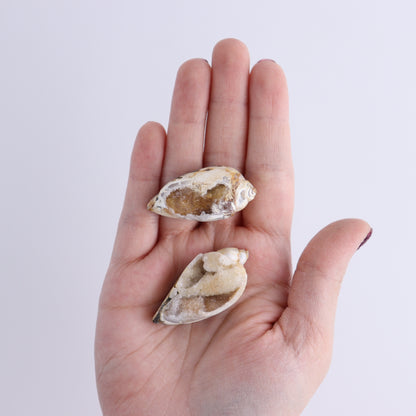 Crystalized Shells Set of 24 - Expert Wholesale and Supplier of Wholesale Crystals & Bulk Gemstones, ["Crystalized Shell","India","shell","shells"]