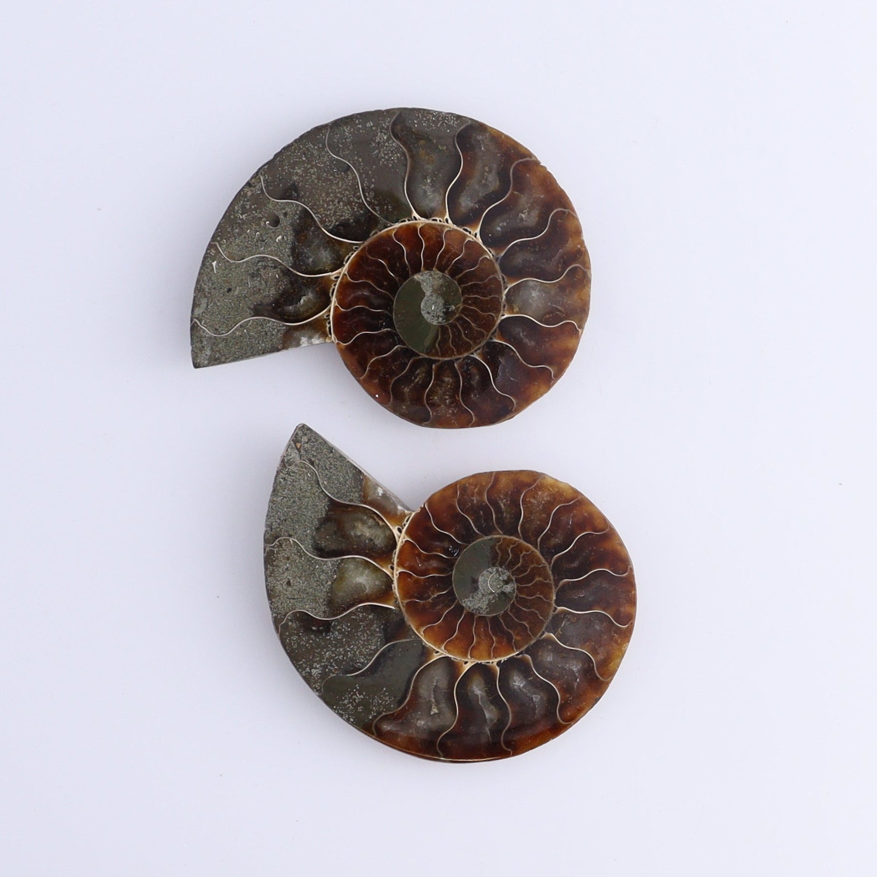 Ammonite Shells Set of 8 - Expert Wholesale and Supplier of Wholesale Crystals & Bulk Gemstones, ["Ammonite","Madagascar","shells"]