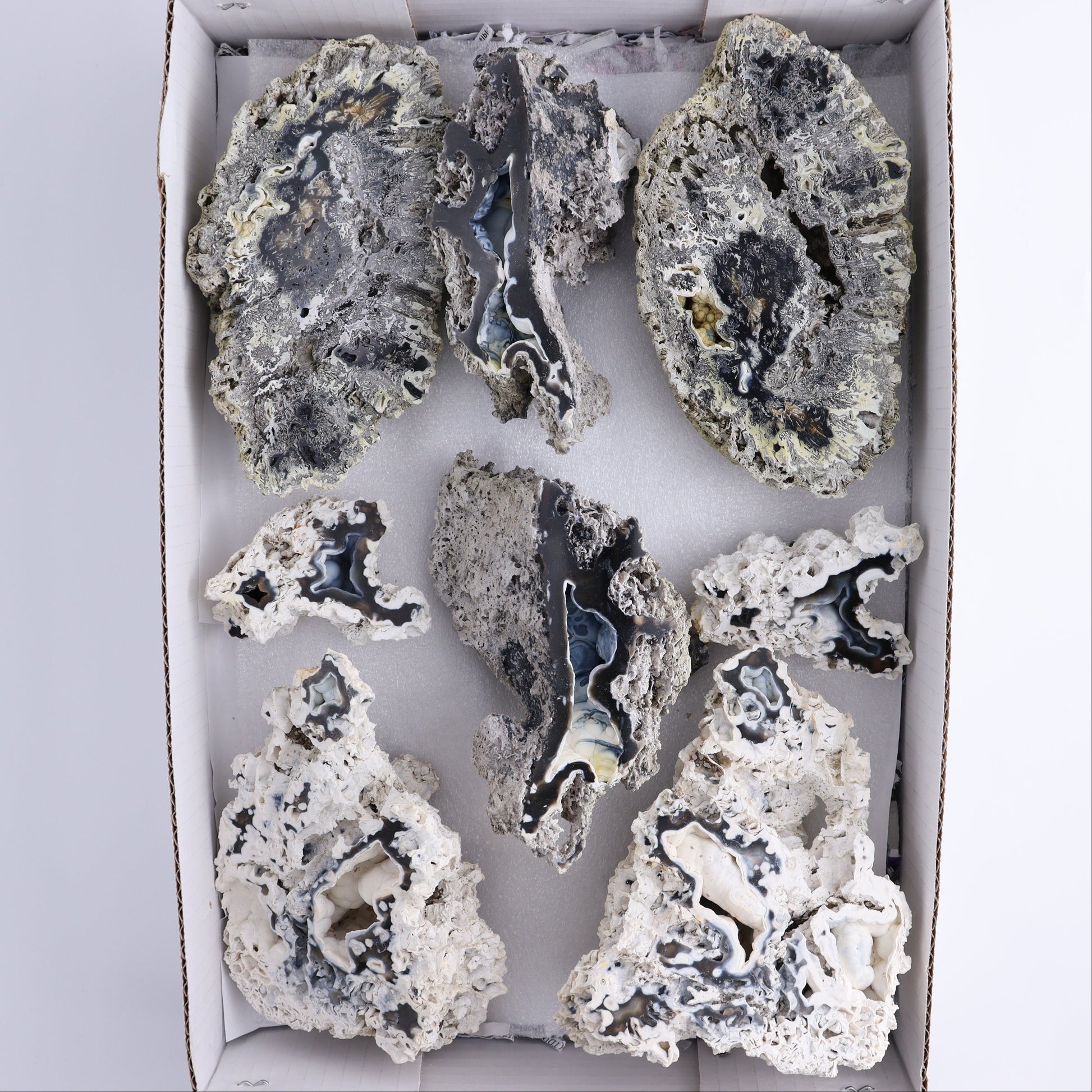 Agatized Coral Flat - Expert Wholesale and Supplier of Wholesale Crystals & Bulk Gemstones, ["Agate","Agatized Coral","Coral","United States"]