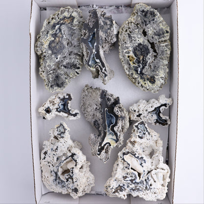 Agatized Coral Flat - Expert Wholesale and Supplier of Wholesale Crystals & Bulk Gemstones, ["Agate","Agatized Coral","Coral","United States"]