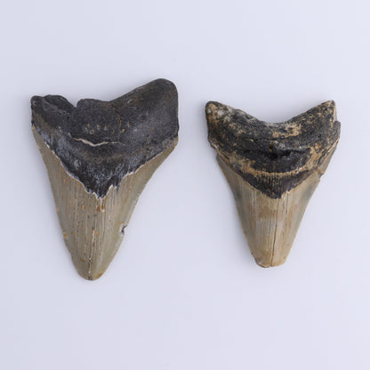 Megalodon Teeth Set of 2 - Expert Wholesale and Supplier of Wholesale Crystals & Bulk Gemstones, ["Megalodon Teeth","United States"]