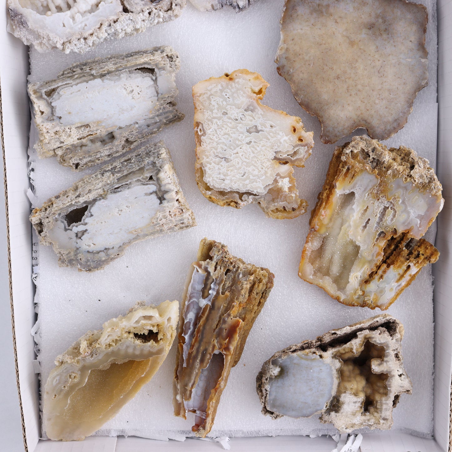 Agatized Coral Flat - Expert Wholesale and Supplier of Wholesale Crystals & Bulk Gemstones, ["Agate","Agatized Coral","Coral","United States"]