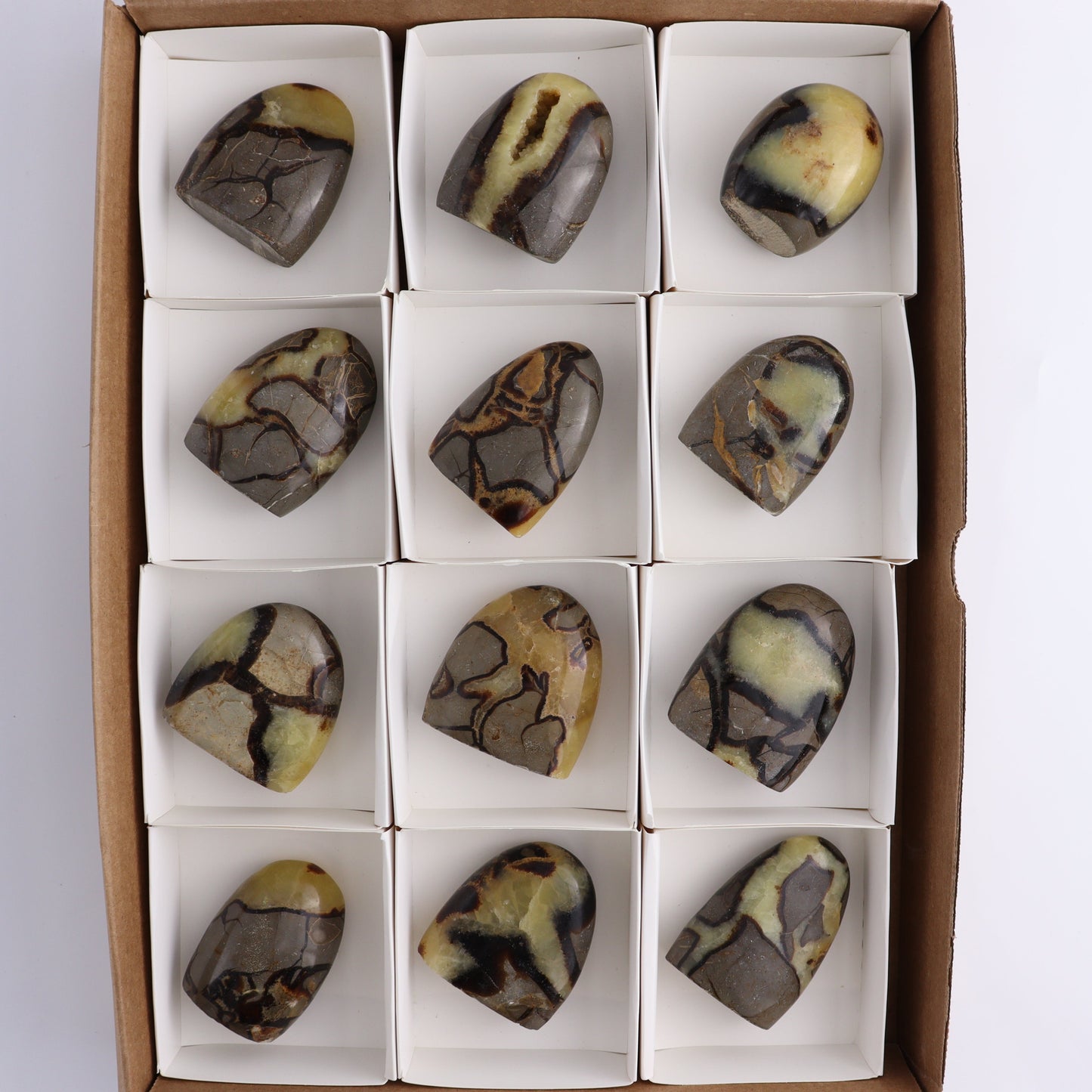 Septarian Freeforms Set of 12 - Expert Wholesale and Supplier of Wholesale Crystals & Bulk Gemstones, ["Flats","Freeforms","Madagascar","Septarian"]