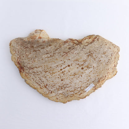 Petrified Wood Slab