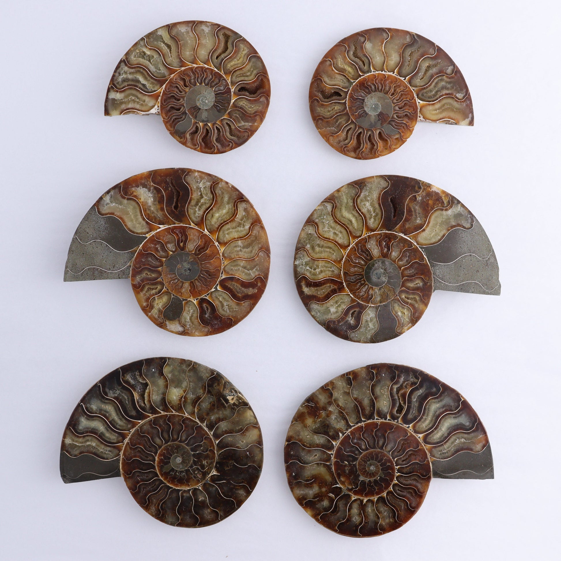 Ammonite Shells Set of 6 - Expert Wholesale and Supplier of Wholesale Crystals & Bulk Gemstones, ["Ammonite","Madagascar","shells"]