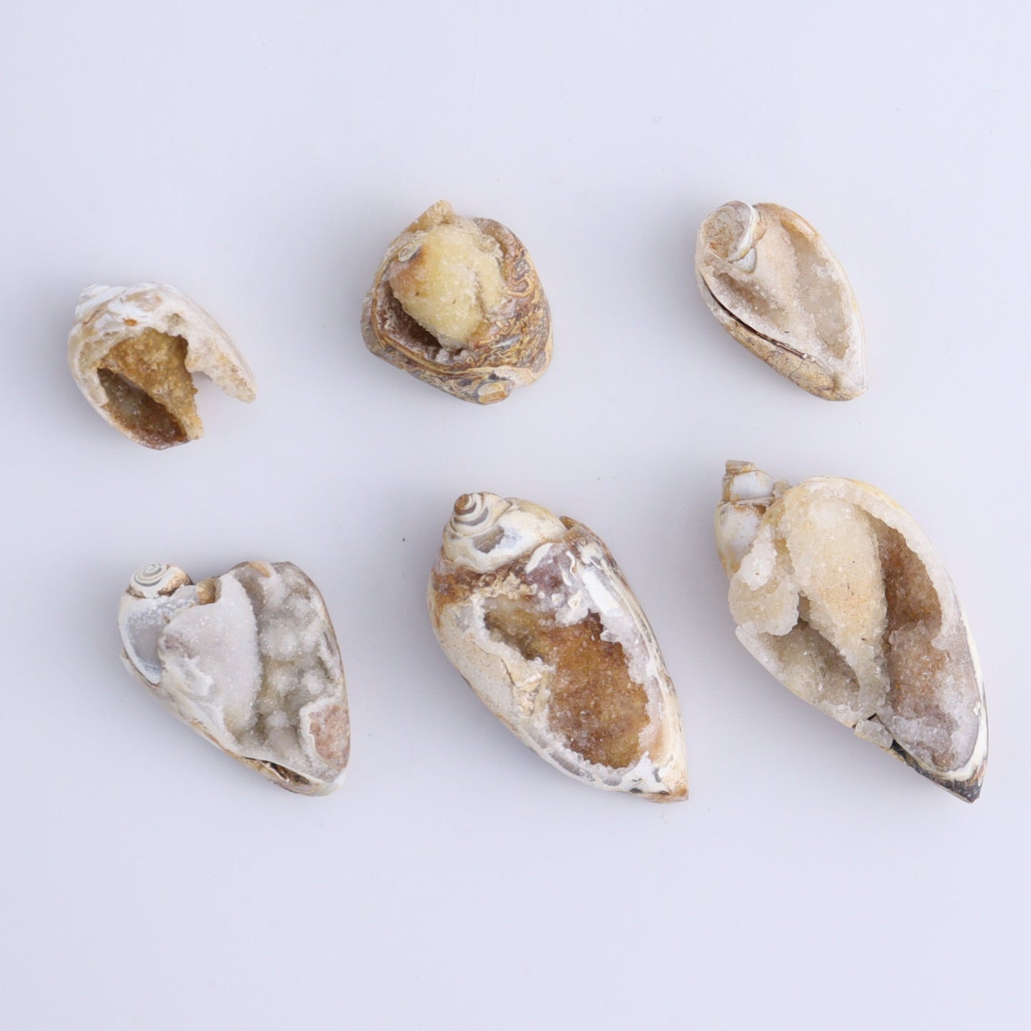 Crystalized Shells Set of 24 - Expert Wholesale and Supplier of Wholesale Crystals & Bulk Gemstones, ["Crystalized Shell","India","shell","shells"]