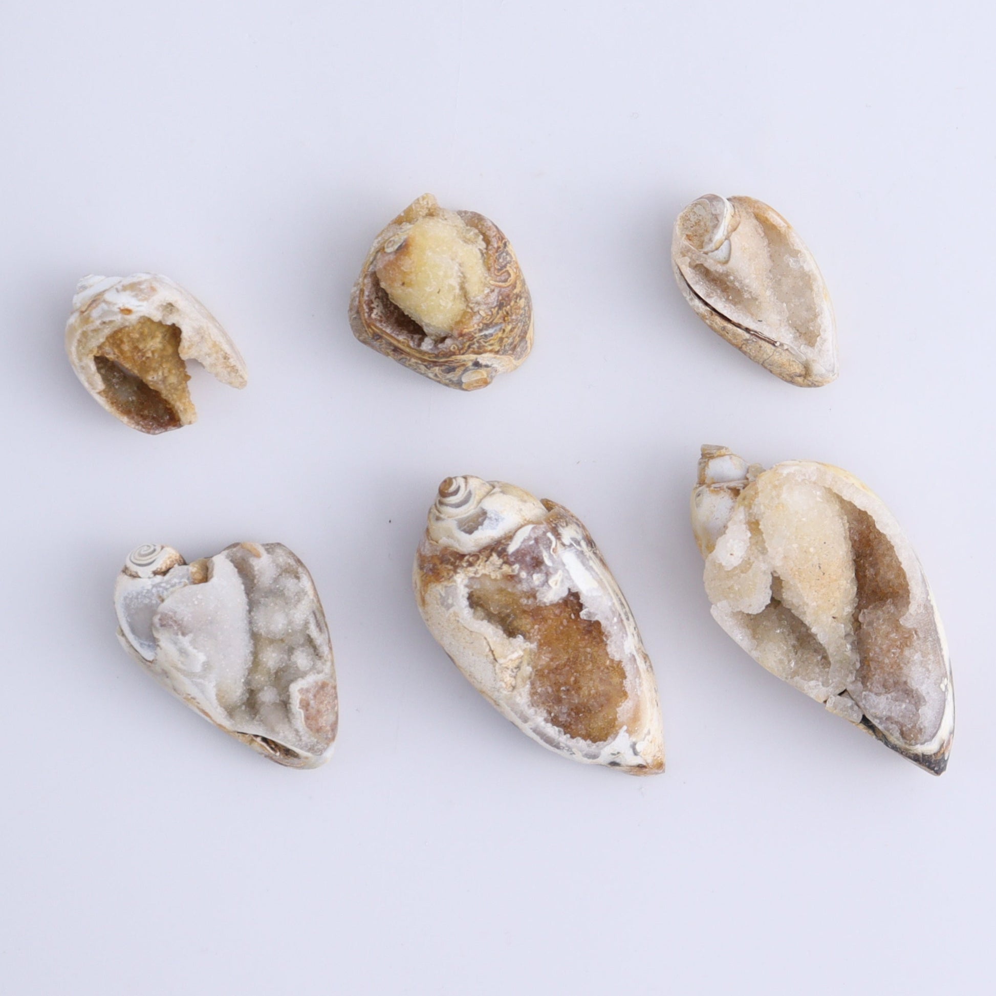 Crystalized Shells Set of 24 - Expert Wholesale and Supplier of Wholesale Crystals & Bulk Gemstones, ["Crystalized Shell","India","shell","shells"]