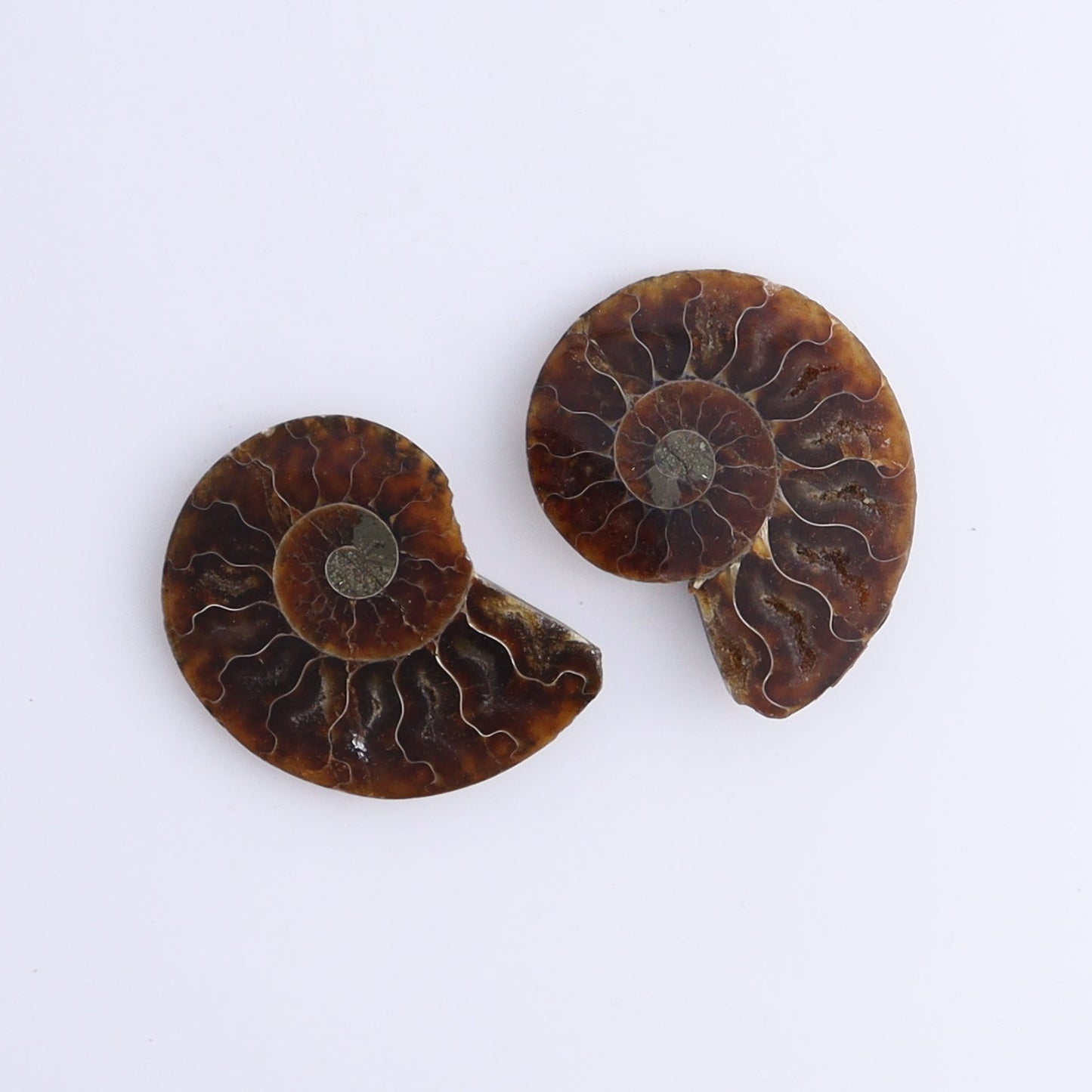Ammonite Shells Set of 8 - Expert Wholesale and Supplier of Wholesale Crystals & Bulk Gemstones, ["Ammonite","Madagascar","shells"]