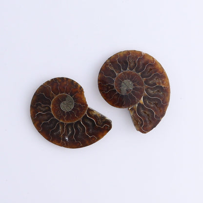Ammonite Shells Set of 8 - Expert Wholesale and Supplier of Wholesale Crystals & Bulk Gemstones, ["Ammonite","Madagascar","shells"]