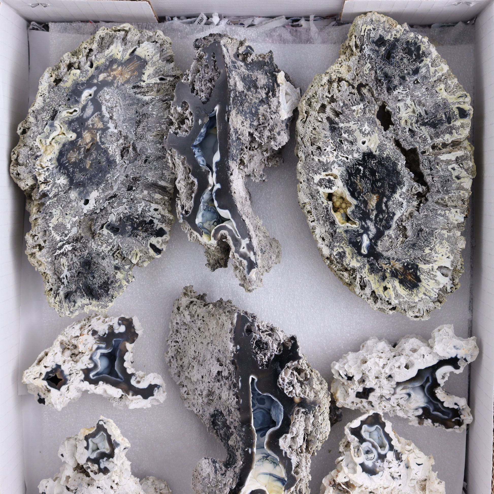 Agatized Coral Flat - Expert Wholesale and Supplier of Wholesale Crystals & Bulk Gemstones, ["Agate","Agatized Coral","Coral","United States"]