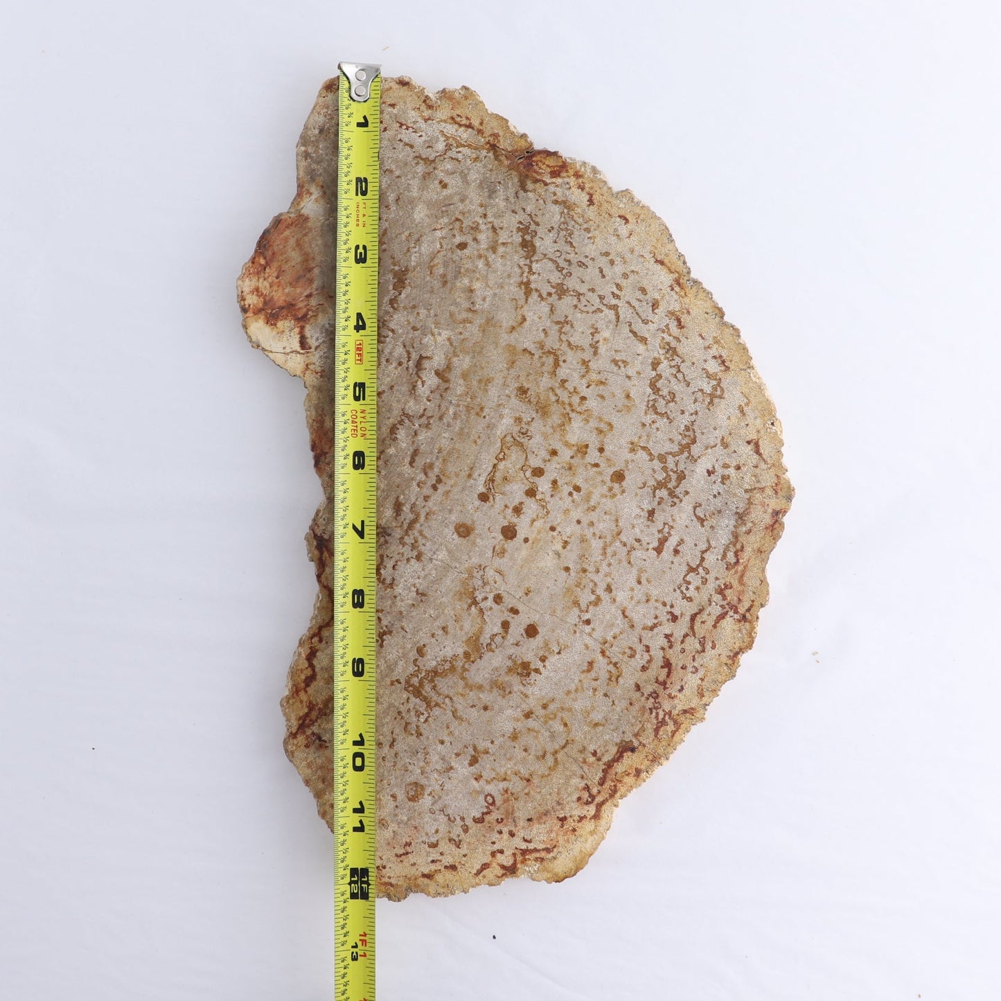 Petrified Wood Slab