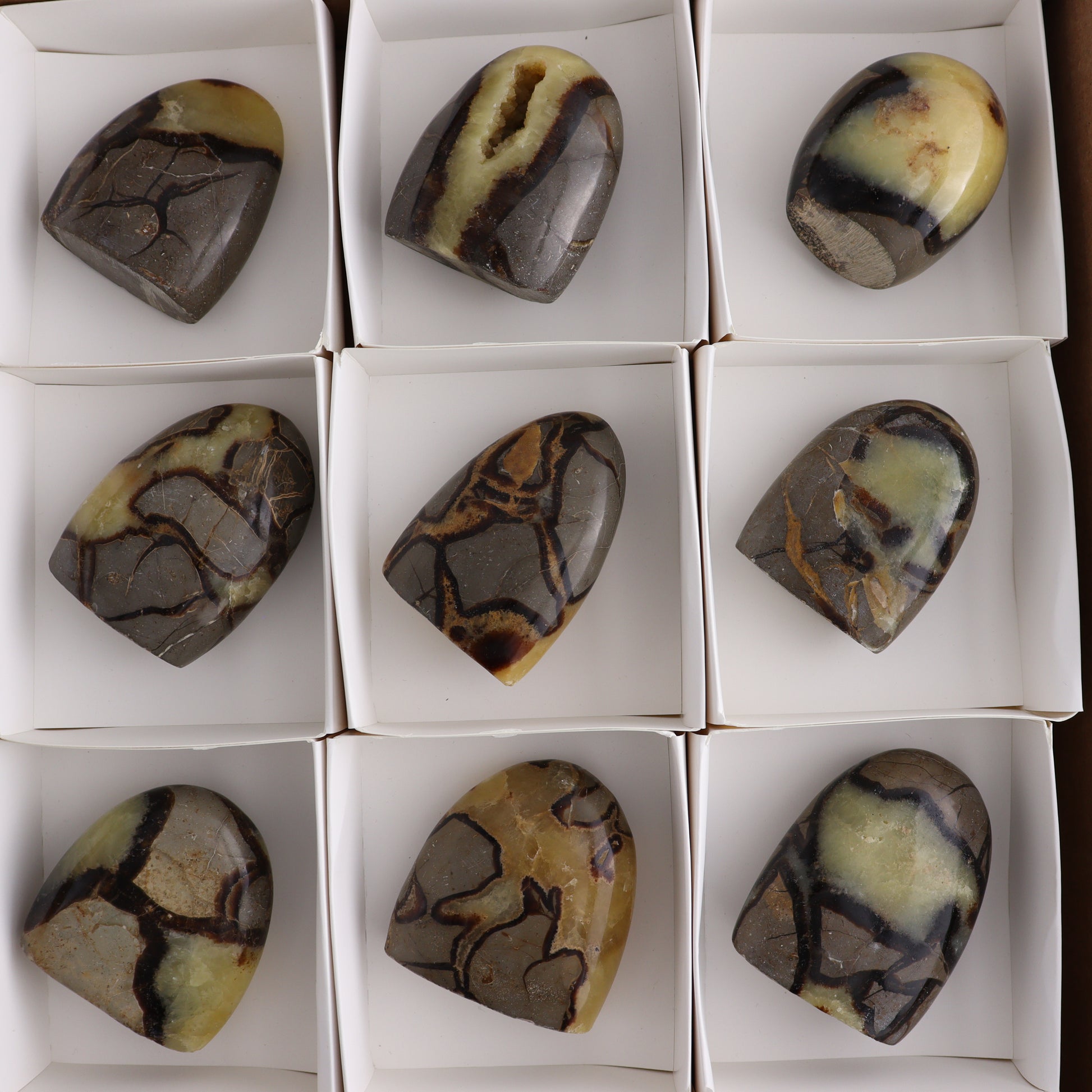 Septarian Freeforms Set of 12 - Expert Wholesale and Supplier of Wholesale Crystals & Bulk Gemstones, ["Flats","Freeforms","Madagascar","Septarian"]