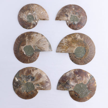 Ammonite Shells Set of 6 - Expert Wholesale and Supplier of Wholesale Crystals & Bulk Gemstones, ["Ammonite","Madagascar","shells"]