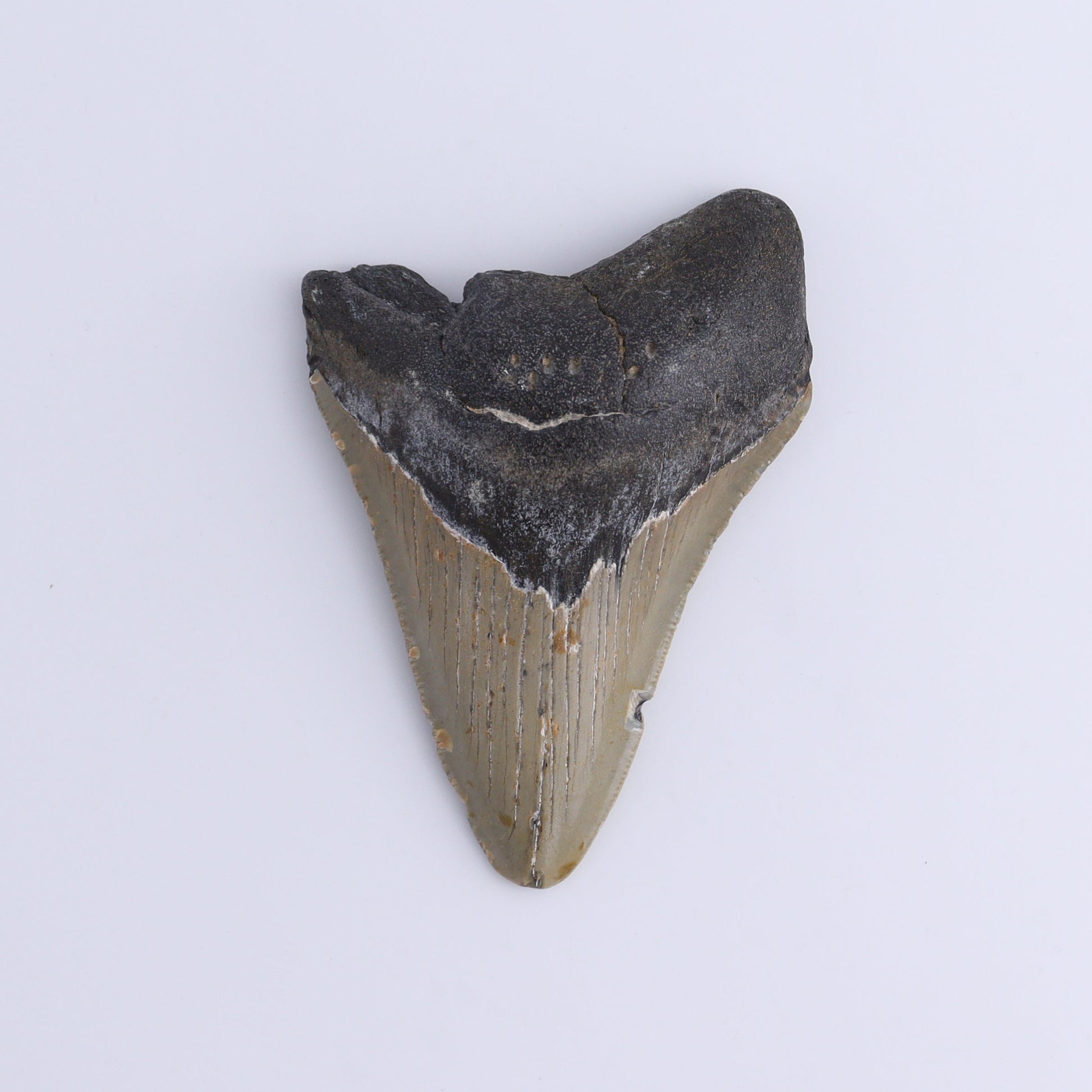 Megalodon Teeth Set of 2 - Expert Wholesale and Supplier of Wholesale Crystals & Bulk Gemstones, ["Megalodon Teeth","United States"]