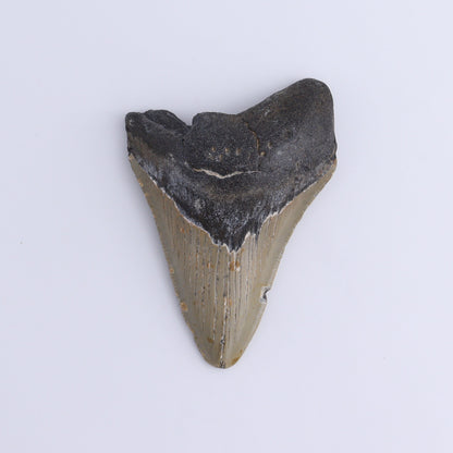 Megalodon Teeth Set of 2 - Expert Wholesale and Supplier of Wholesale Crystals & Bulk Gemstones, ["Megalodon Teeth","United States"]