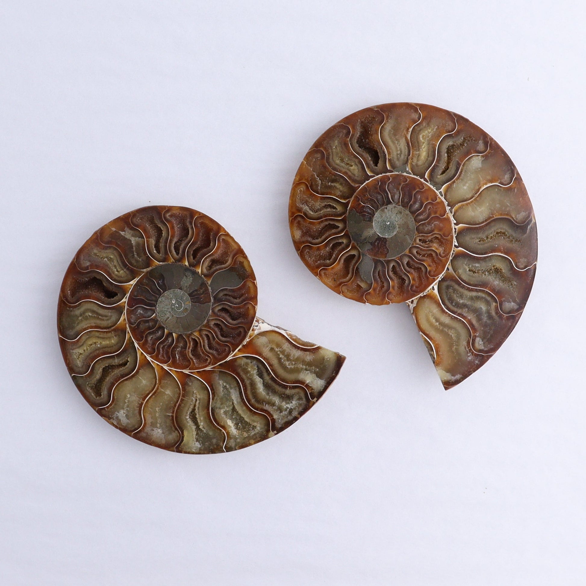 Ammonite Shells Set of 6 - Expert Wholesale and Supplier of Wholesale Crystals & Bulk Gemstones, ["Ammonite","Madagascar","shells"]