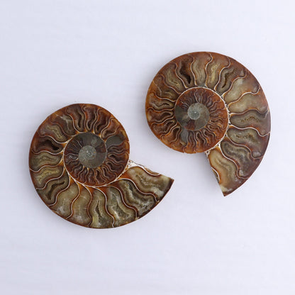 Ammonite Shells Set of 6 - Expert Wholesale and Supplier of Wholesale Crystals & Bulk Gemstones, ["Ammonite","Madagascar","shells"]