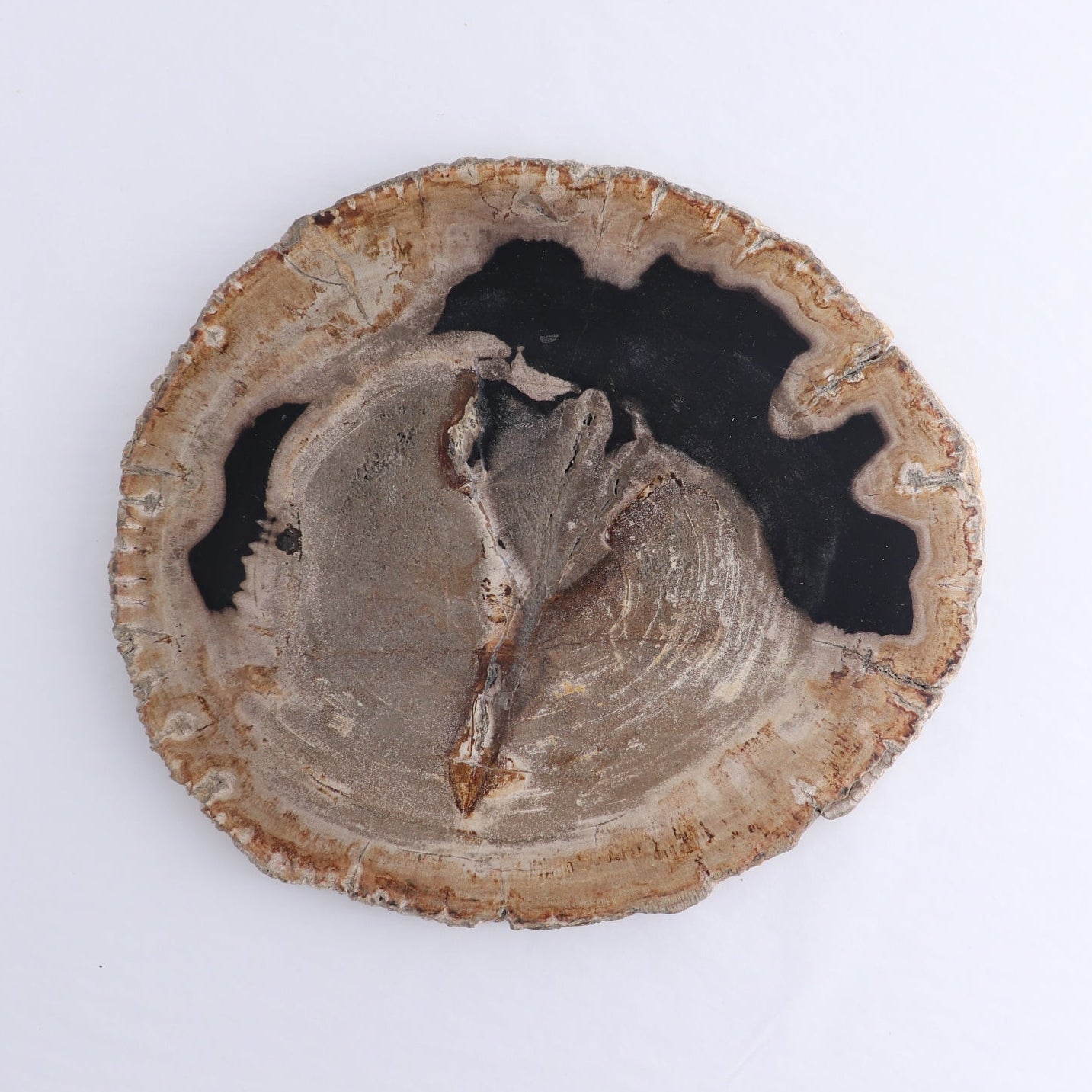 Petrified Wood Slab