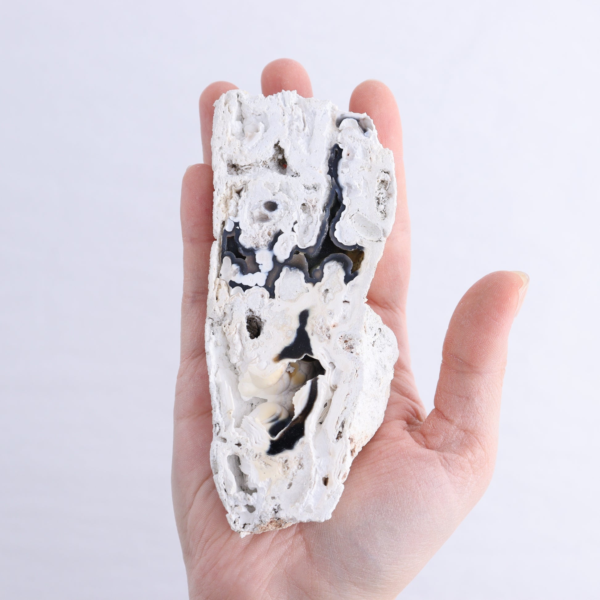 Agatized Coral Flat - Expert Wholesale and Supplier of Wholesale Crystals & Bulk Gemstones, ["Agate","Agatized Coral","Coral","United States"]