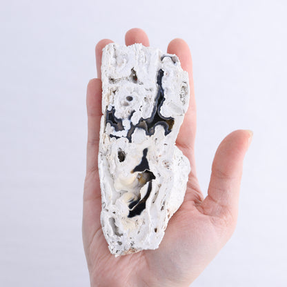 Agatized Coral Flat - Expert Wholesale and Supplier of Wholesale Crystals & Bulk Gemstones, ["Agate","Agatized Coral","Coral","United States"]