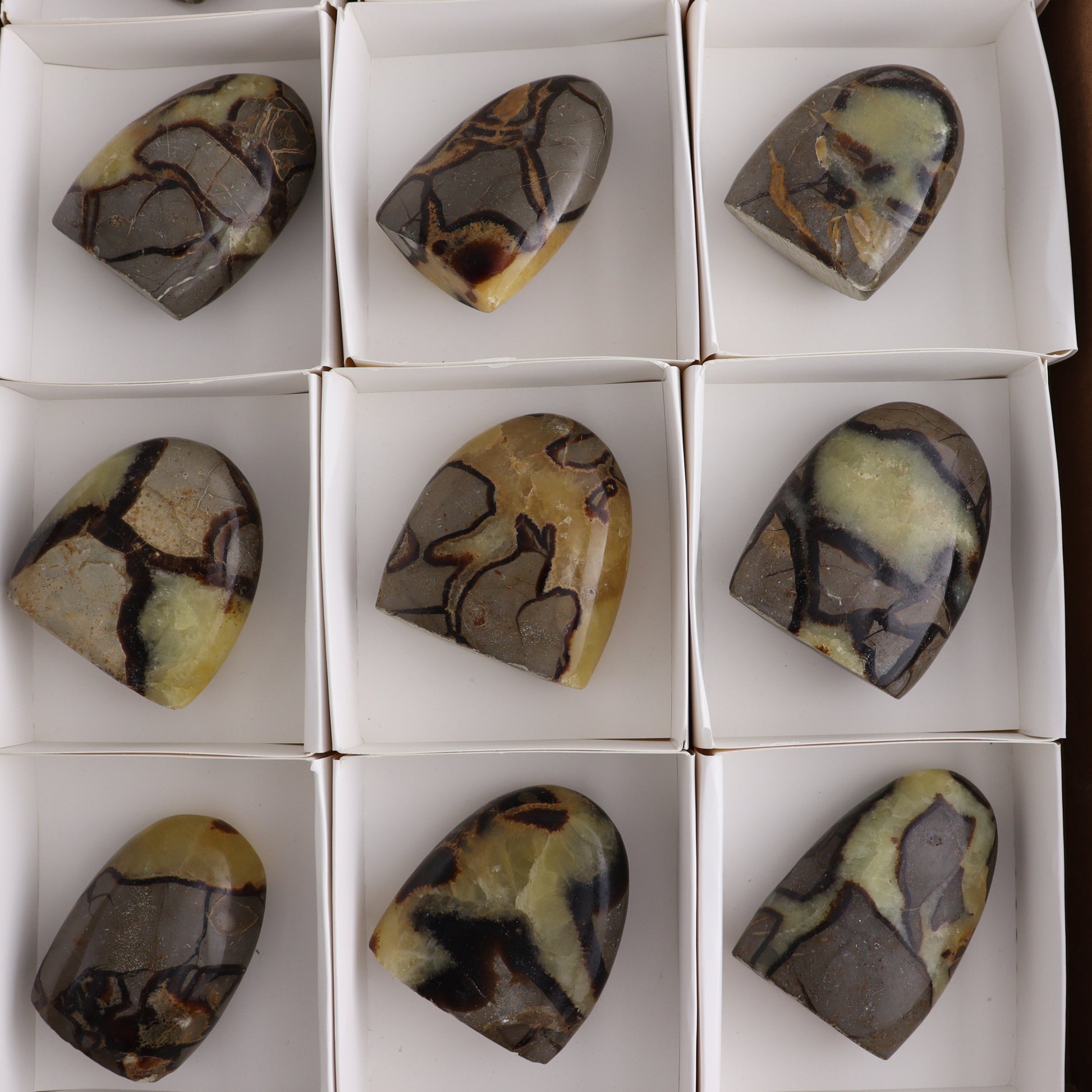 Septarian Freeforms Set of 12 - Expert Wholesale and Supplier of Wholesale Crystals & Bulk Gemstones, ["Flats","Freeforms","Madagascar","Septarian"]