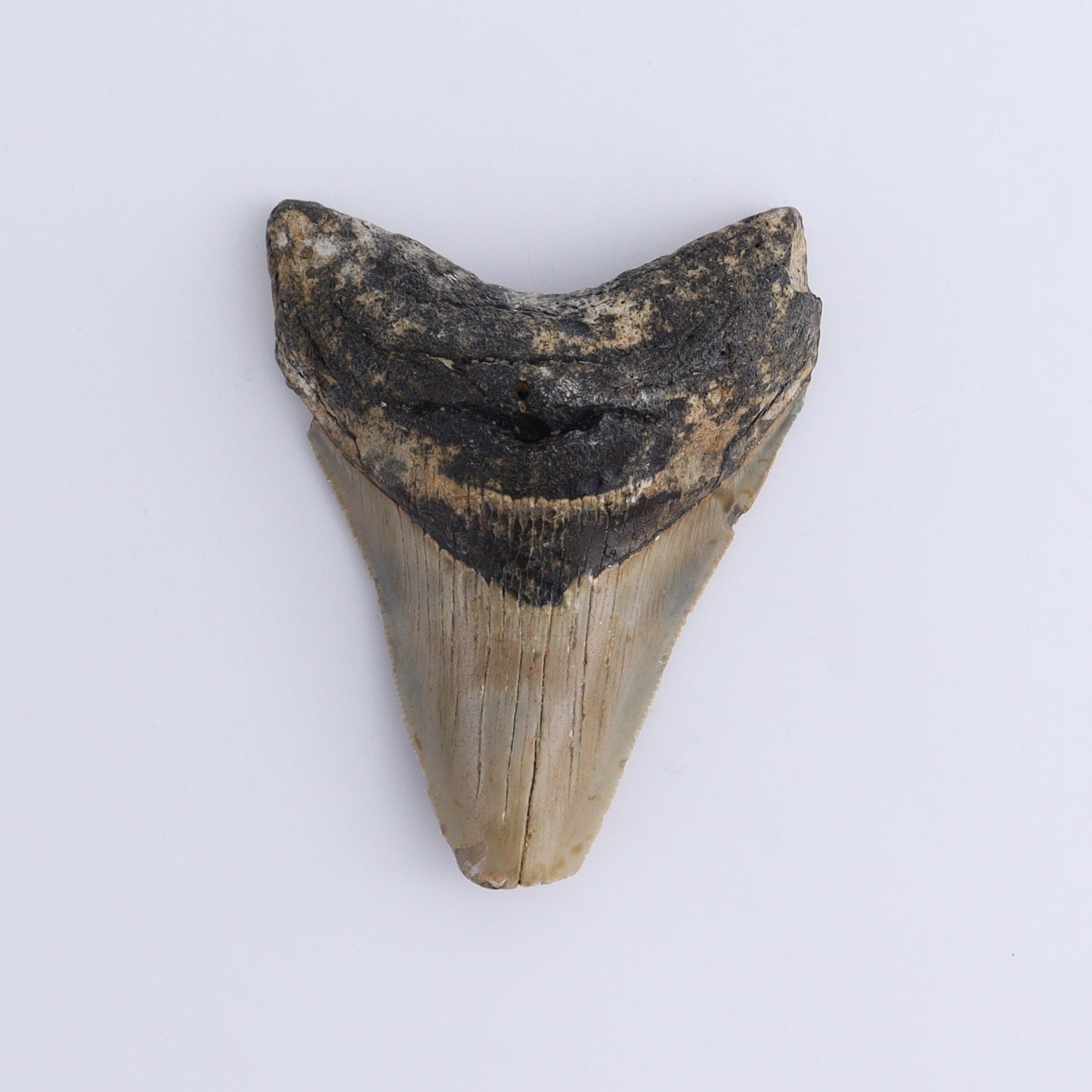 Megalodon Teeth Set of 2 - Expert Wholesale and Supplier of Wholesale Crystals & Bulk Gemstones, ["Megalodon Teeth","United States"]