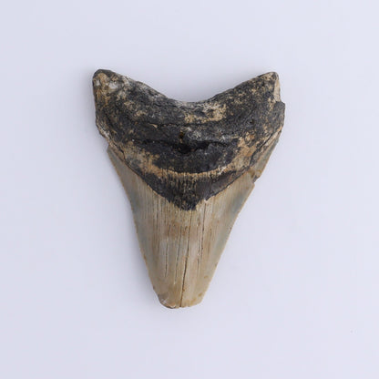 Megalodon Teeth Set of 2 - Expert Wholesale and Supplier of Wholesale Crystals & Bulk Gemstones, ["Megalodon Teeth","United States"]