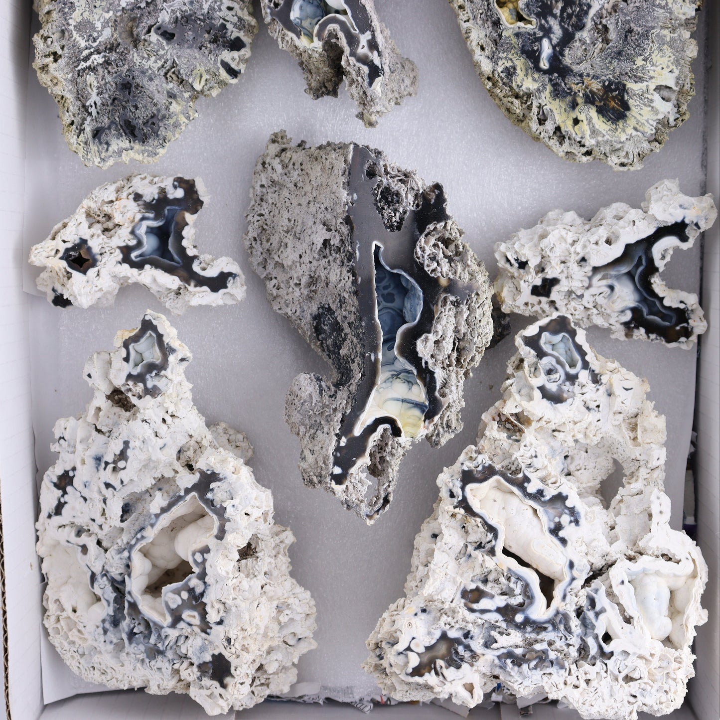 Agatized Coral Flat - Expert Wholesale and Supplier of Wholesale Crystals & Bulk Gemstones, ["Agate","Agatized Coral","Coral","United States"]