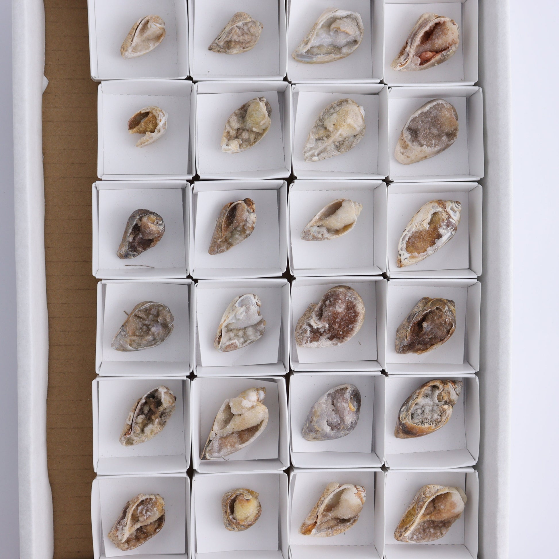 Crystalized Shells Set of 24 - Expert Wholesale and Supplier of Wholesale Crystals & Bulk Gemstones, ["Crystalized Shell","India","shell","shells"]