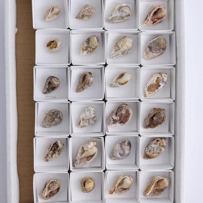 Crystalized Shells Set of 24 - Expert Wholesale and Supplier of Wholesale Crystals & Bulk Gemstones, ["Crystalized Shell","India","shell","shells"]