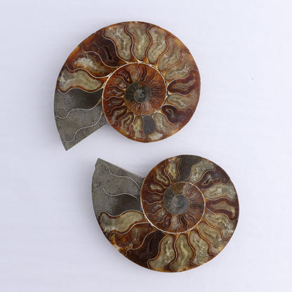Ammonite Shells Set of 6 - Expert Wholesale and Supplier of Wholesale Crystals & Bulk Gemstones, ["Ammonite","Madagascar","shells"]