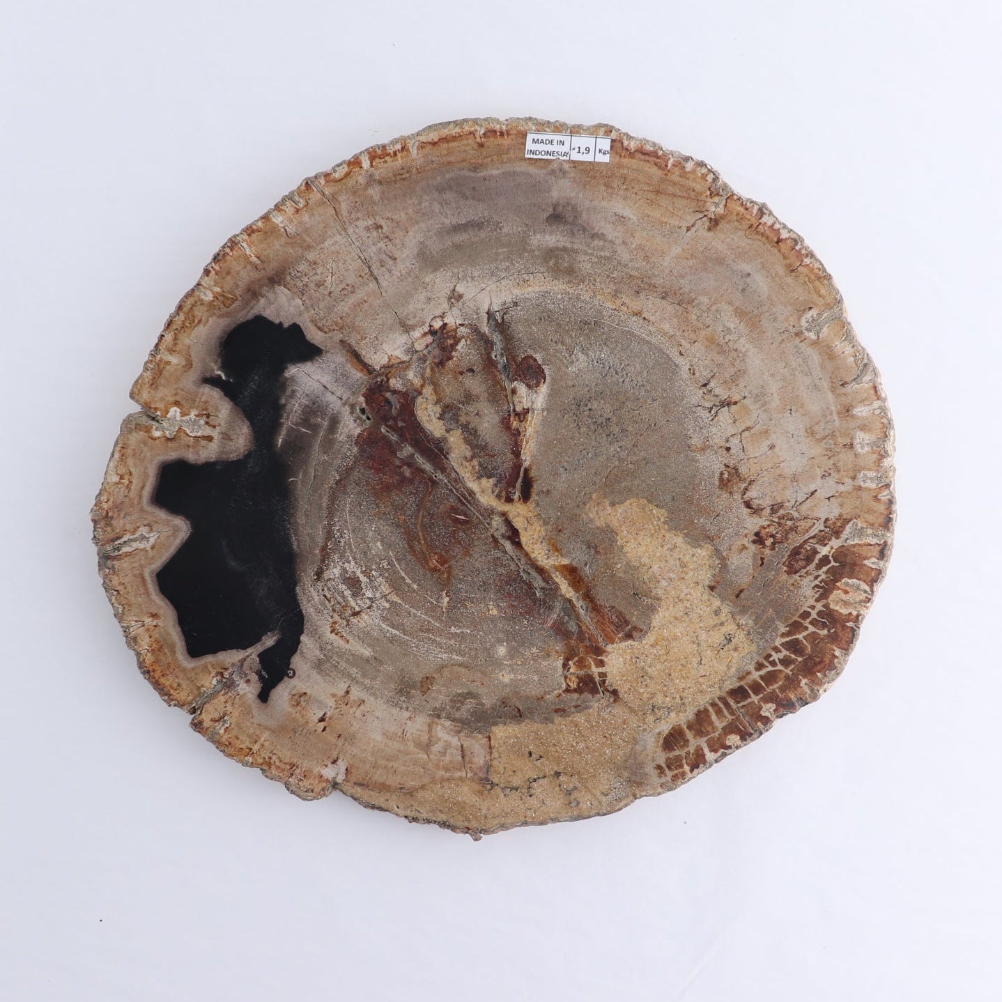 Petrified Wood Slab