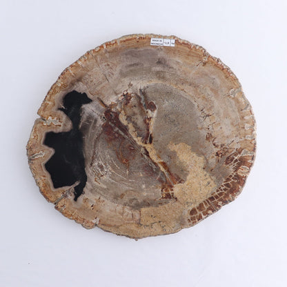 Petrified Wood Slab
