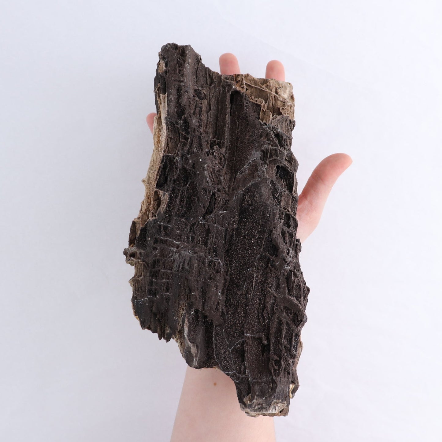 Permineralized Wood Log