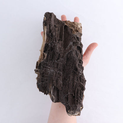 Permineralized Wood Log