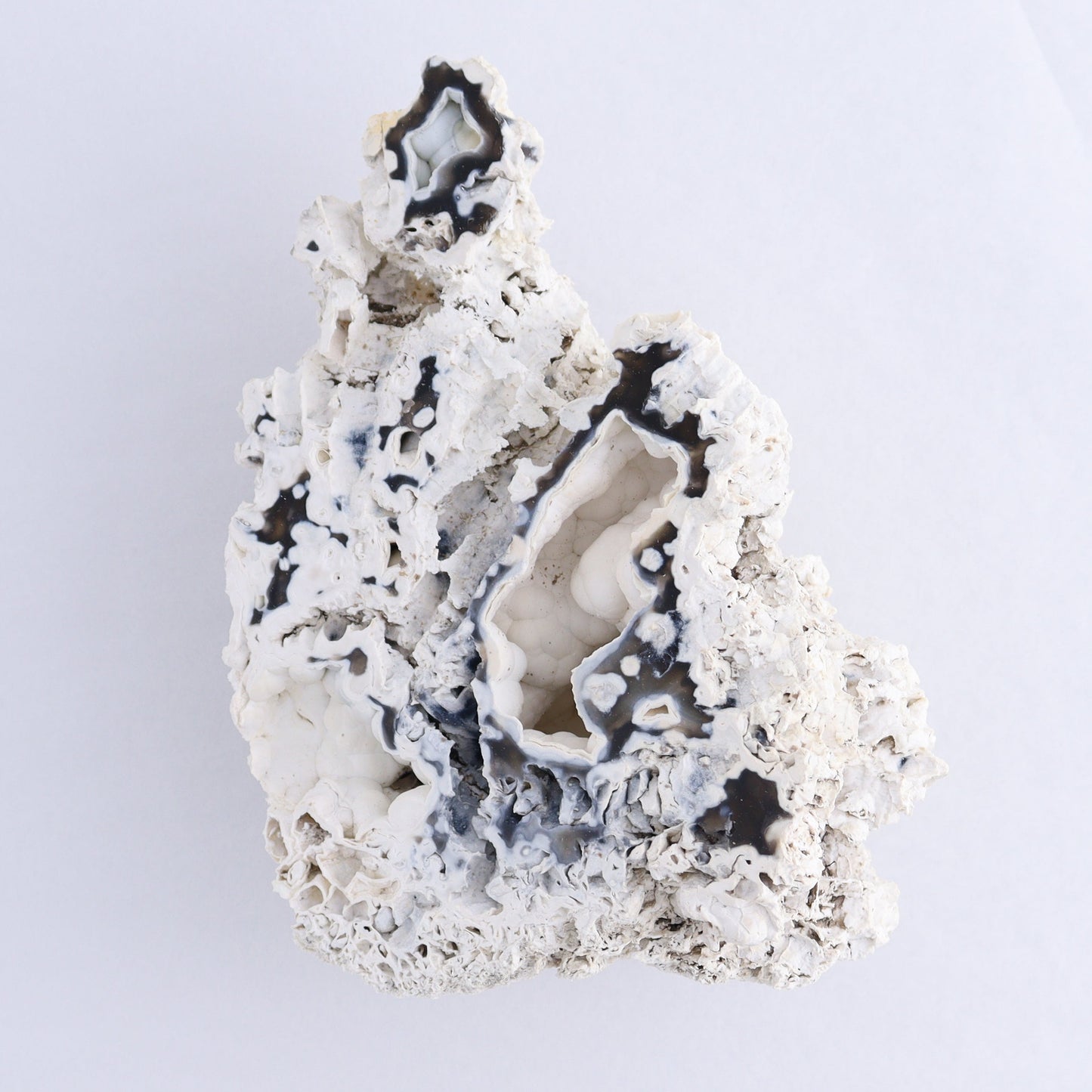 Agatized Coral Flat - Expert Wholesale and Supplier of Wholesale Crystals & Bulk Gemstones, ["Agate","Agatized Coral","Coral","United States"]