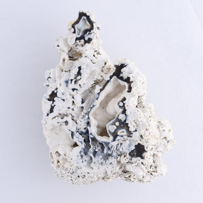 Agatized Coral Flat - Expert Wholesale and Supplier of Wholesale Crystals & Bulk Gemstones, ["Agate","Agatized Coral","Coral","United States"]