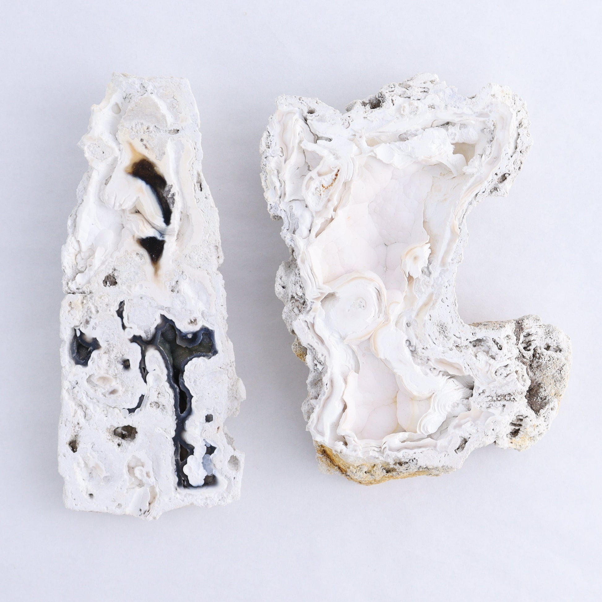 Agatized Coral Flat - Expert Wholesale and Supplier of Wholesale Crystals & Bulk Gemstones, ["Agate","Agatized Coral","Coral","United States"]