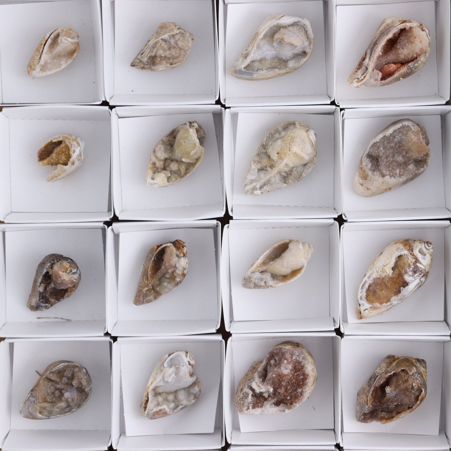 Crystalized Shells Set of 24 - Expert Wholesale and Supplier of Wholesale Crystals & Bulk Gemstones, ["Crystalized Shell","India","shell","shells"]